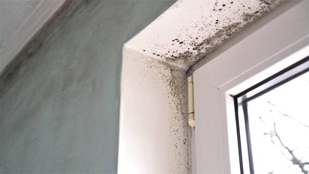 Best Mold Damage Repair  in Fort Polk North, LA