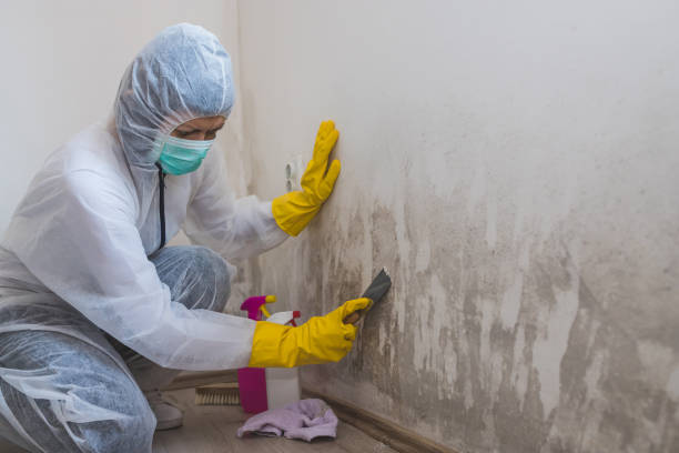 Fort Polk North, LA Mold Removal Company