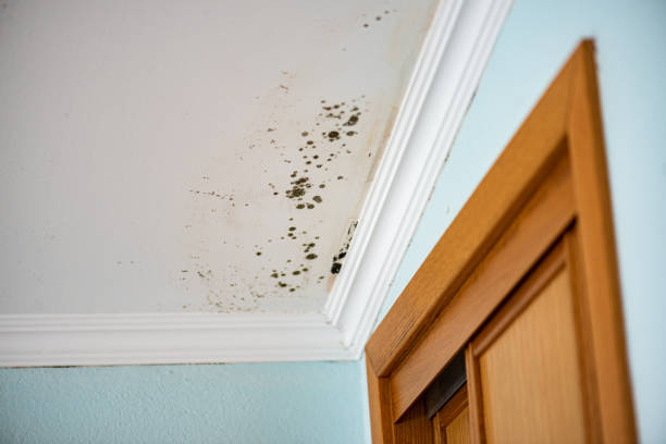 Best Black Mold Removal  in Fort Polk North, LA