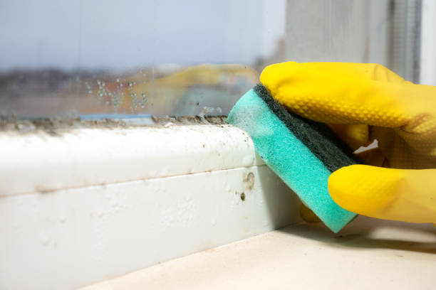 Best Affordable Mold Removal  in Fort Polk North, LA