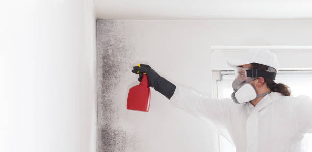 Best Emergency Mold Removal  in Fort Polk North, LA
