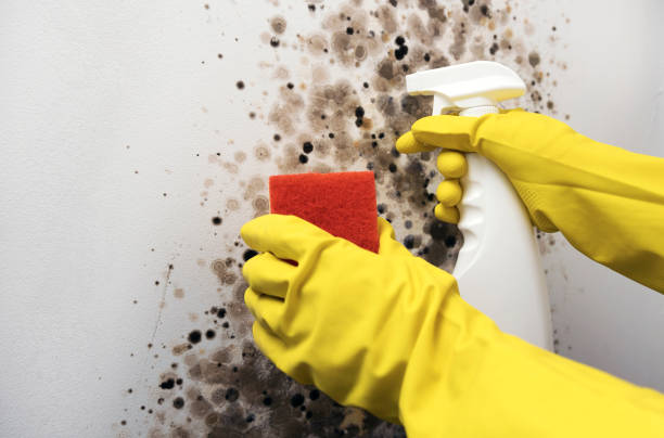 Best Commercial Mold Removal  in Fort Polk North, LA