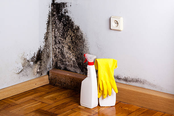 Best Mold Cleaning Services  in Fort Polk North, LA